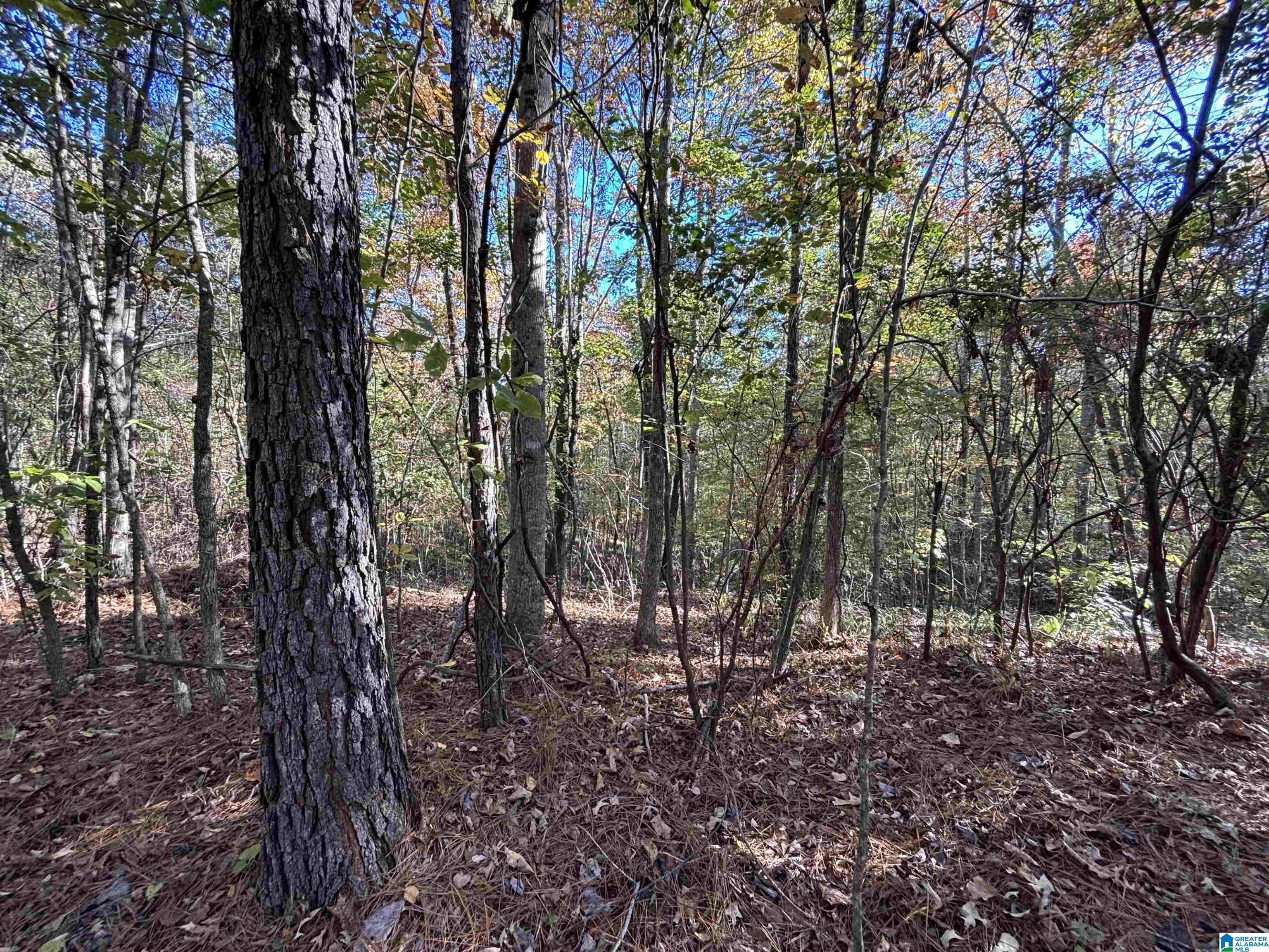 0 Waldrop Road, Unit 10 82 ACRES Ashville, AL 35953 - Photo 15 of 22