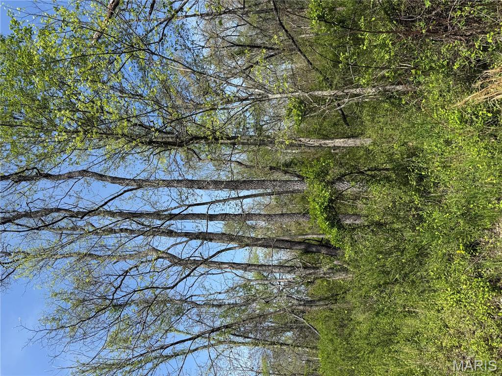 0 East Gun Creek Road Ina, IL 62846 - Photo 10 of 19