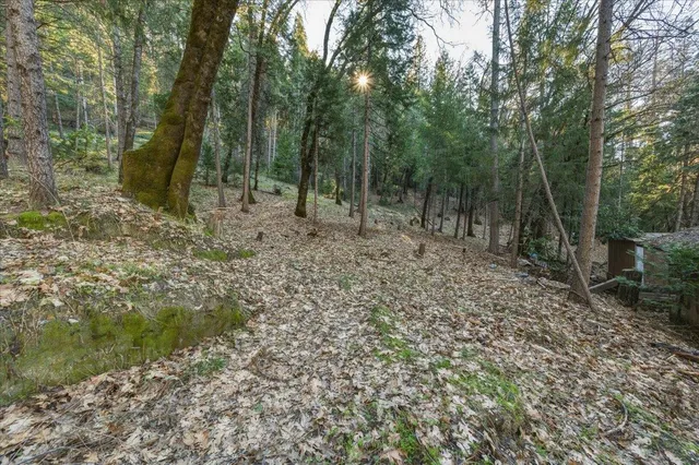 a view of a forest with trees in the background