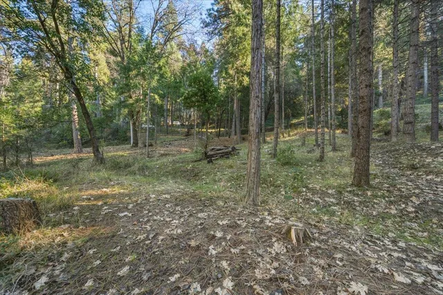 a view of a forest with trees in the background