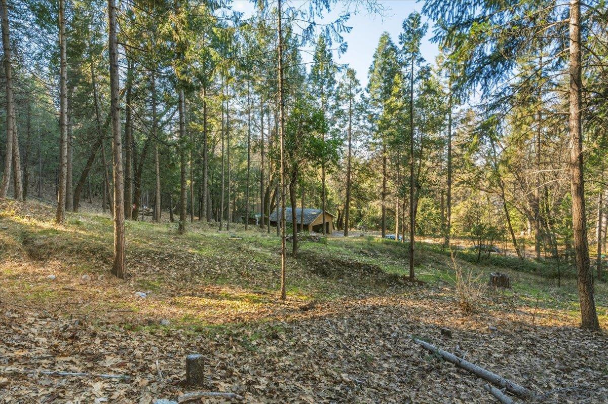 12056 North Bloomfield Road Nevada City, CA 95959 - Photo 26 of 50 a view of a garden with a tree
