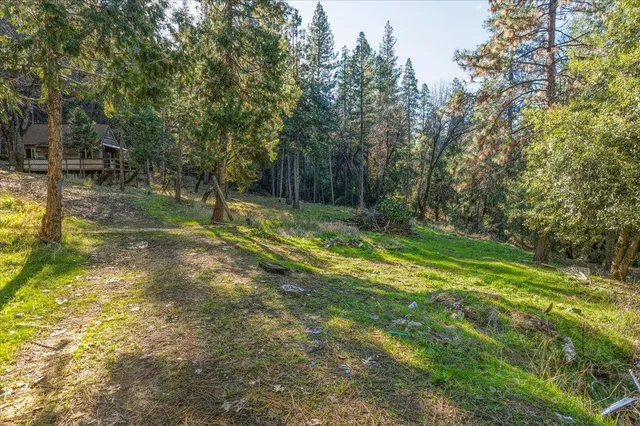 a view of dirt yard with a large trees