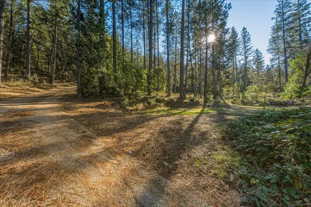 a view of a lush green forest with mountains in the background