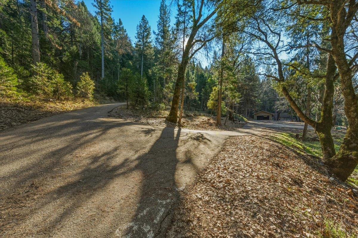 12056 North Bloomfield Road Nevada City, CA 95959 - Photo 4 of 50 a view of a yard with trees