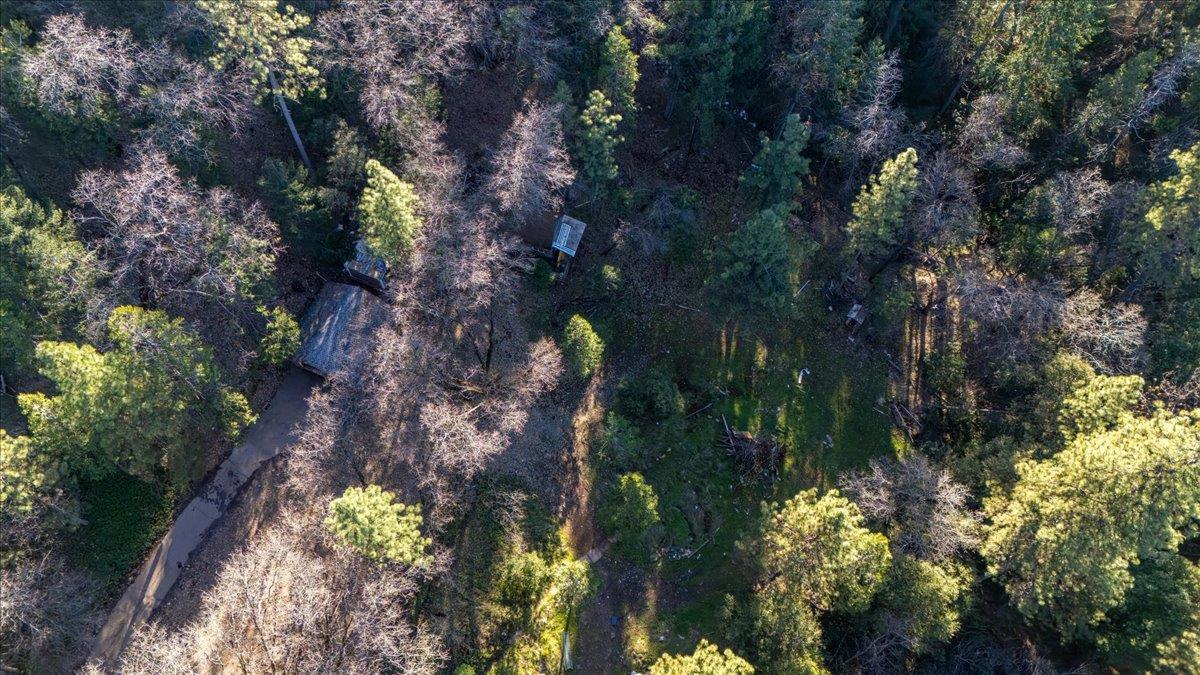 12056 North Bloomfield Road Nevada City, CA 95959 - Photo 44 of 50 a view of a bunch of flowers