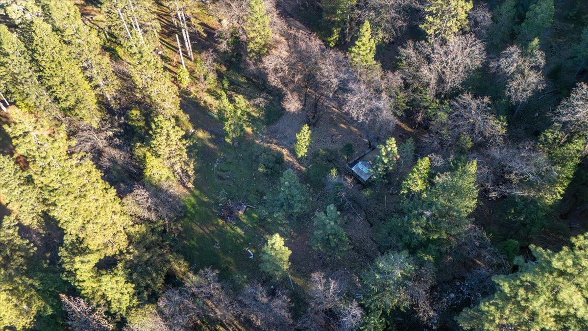 12056 North Bloomfield Road Nevada City, CA 95959 - Photo 45 of 50 a view of a tree