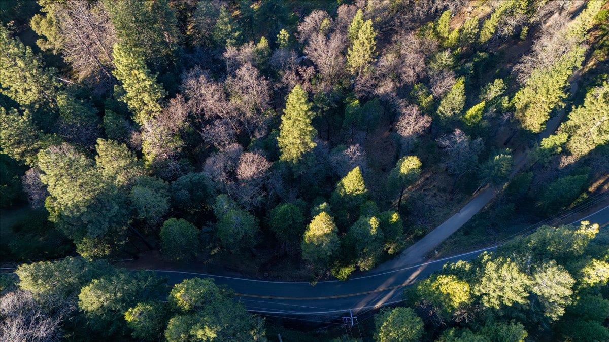 12056 North Bloomfield Road Nevada City, CA 95959 - Photo 47 of 50 a view of a flowers in a garden