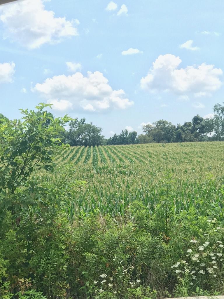 0 Buffalo Valley Road Baxter, TN 38544 - Photo 1 of 1 Gallery Image 1