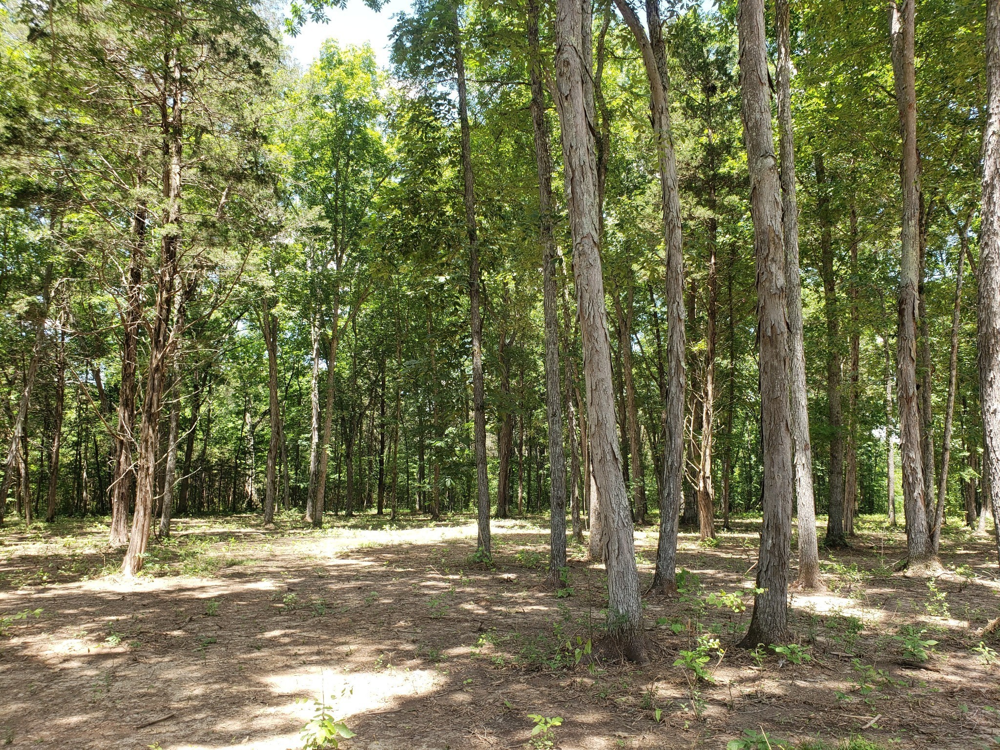 4821 Kedron Road Spring Hill, TN 37174 - Photo 4 of 71