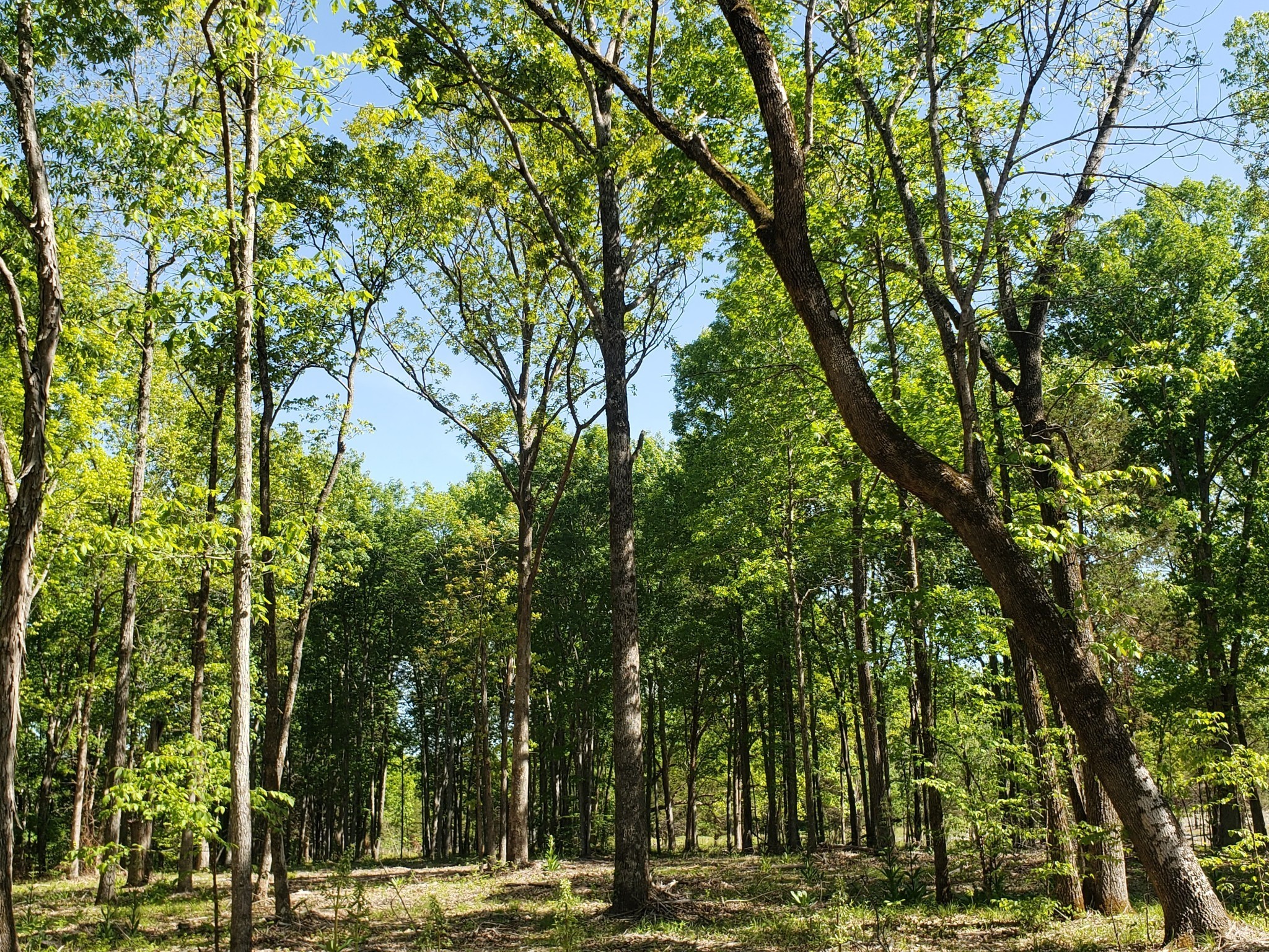 4821 Kedron Road Spring Hill, TN 37174 - Photo 65 of 71 a view of a yard with plants and trees
