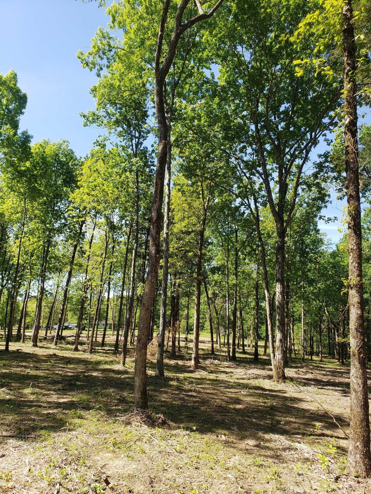 4821 Kedron Road Spring Hill, TN 37174 - Photo 66 of 71 a backyard of a house with lots of trees