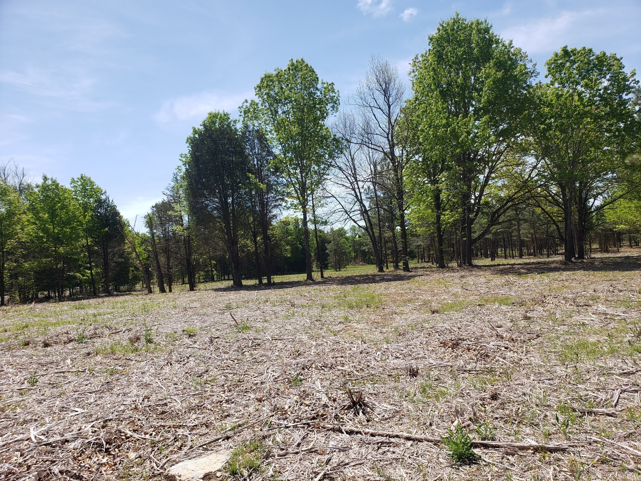 4821 Kedron Road Spring Hill, TN 37174 - Photo 69 of 71 a view of a yard with a tree