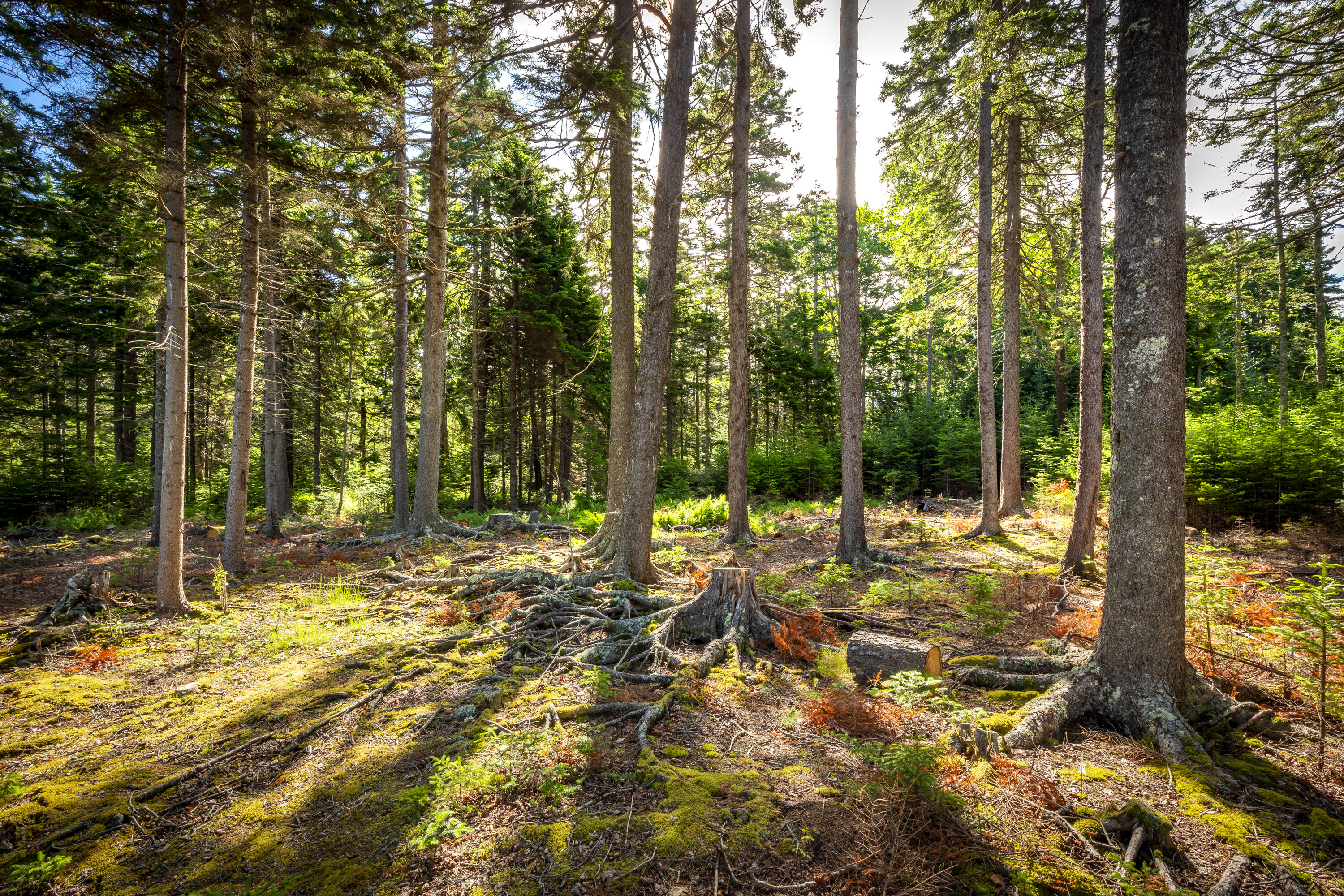 M15-l20-tbd Golf Club Road Islesboro, ME 04848 - Photo 18 of 41 06-0GolfClubRoad-Islesboro-KS