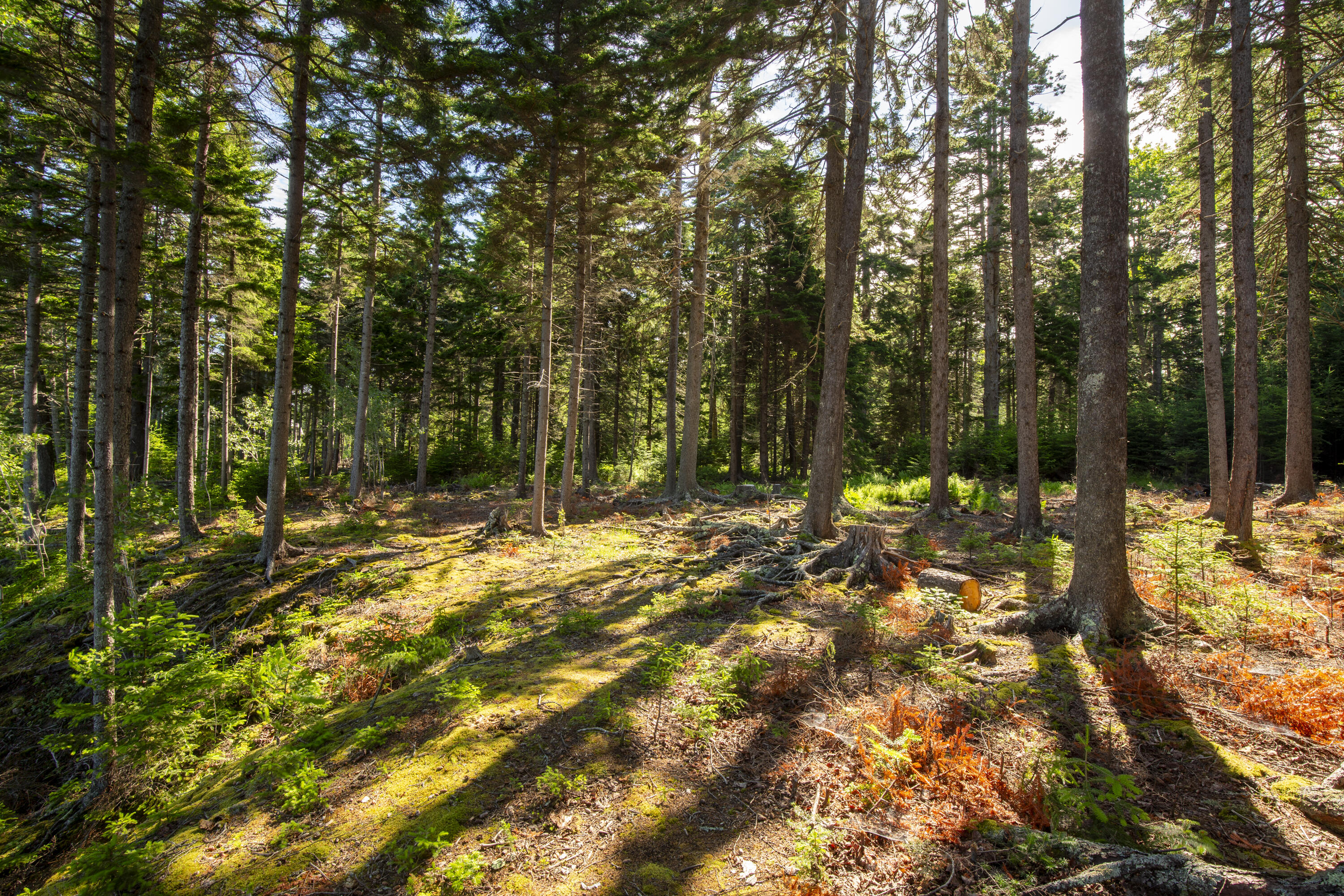 M15-l20-tbd Golf Club Road Islesboro, ME 04848 - Photo 31 of 41 23-0GolfClubRoad-Islesboro-KS