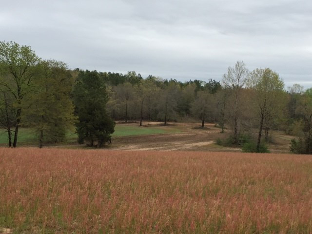 0 Deer Stand Road Wagener, SC 29164 - Photo 4 of 7