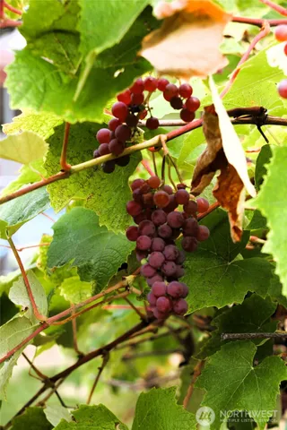 a view of a tree with a yard