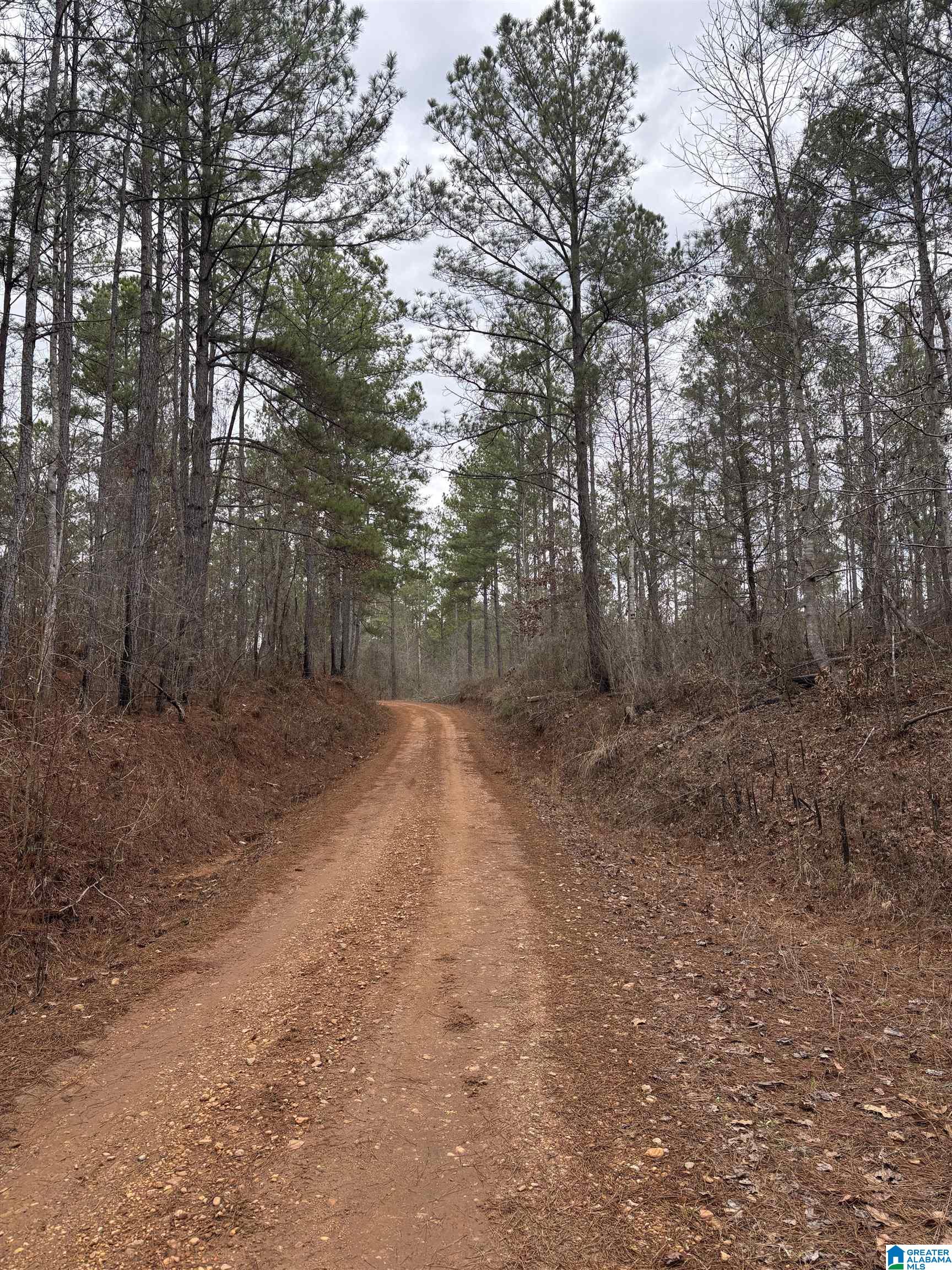 831 County Road, Unit TRACT 3 30± Wadley, AL 36276 - Photo 12 of 14