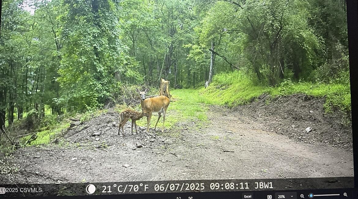 Ridge Road Cogan Station, PA 17728 - Photo 10 of 11