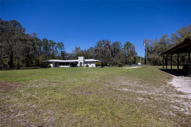 a view of a forest with a tree