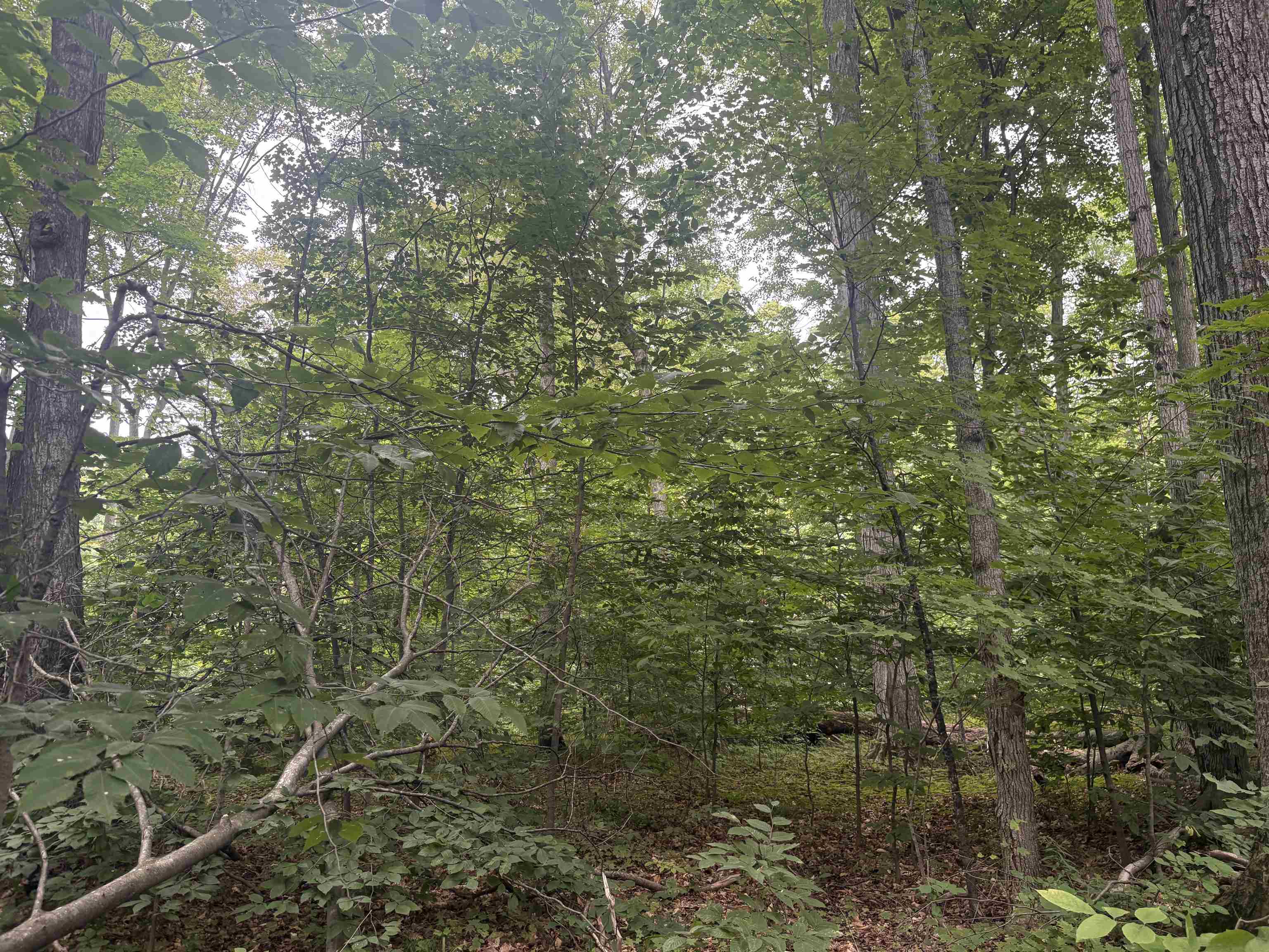 South Hemlock Road Cedar, MI 49621 - Photo 6 of 9 1950073-9d53b672-4103-42e5-ac83-c39bf1e8f583.JPG