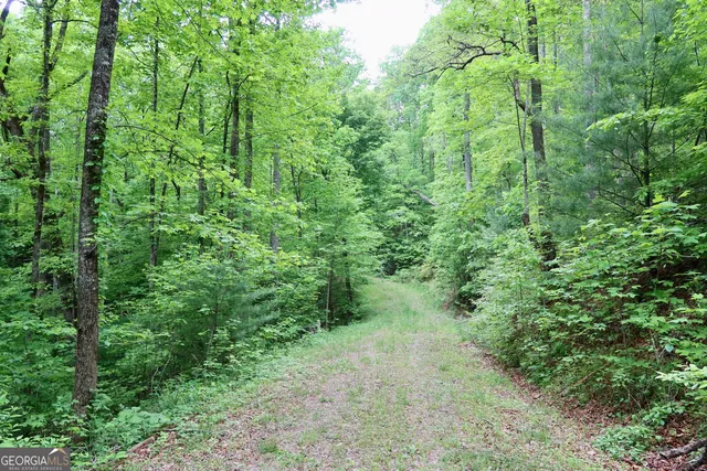a view of a lush green forest