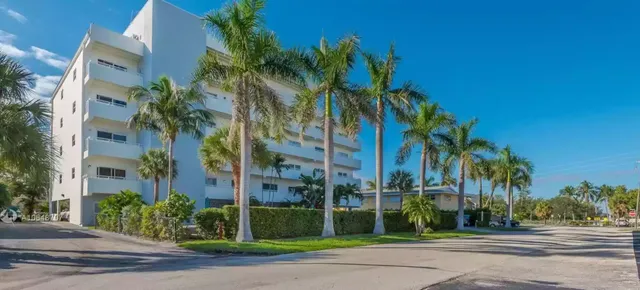 a view of a palm trees