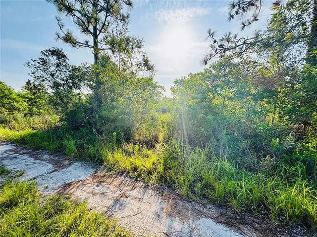 a view of a garden with plants and large trees
