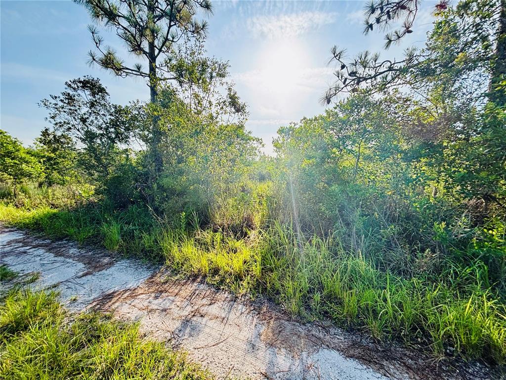 a view of a garden with plants and large trees