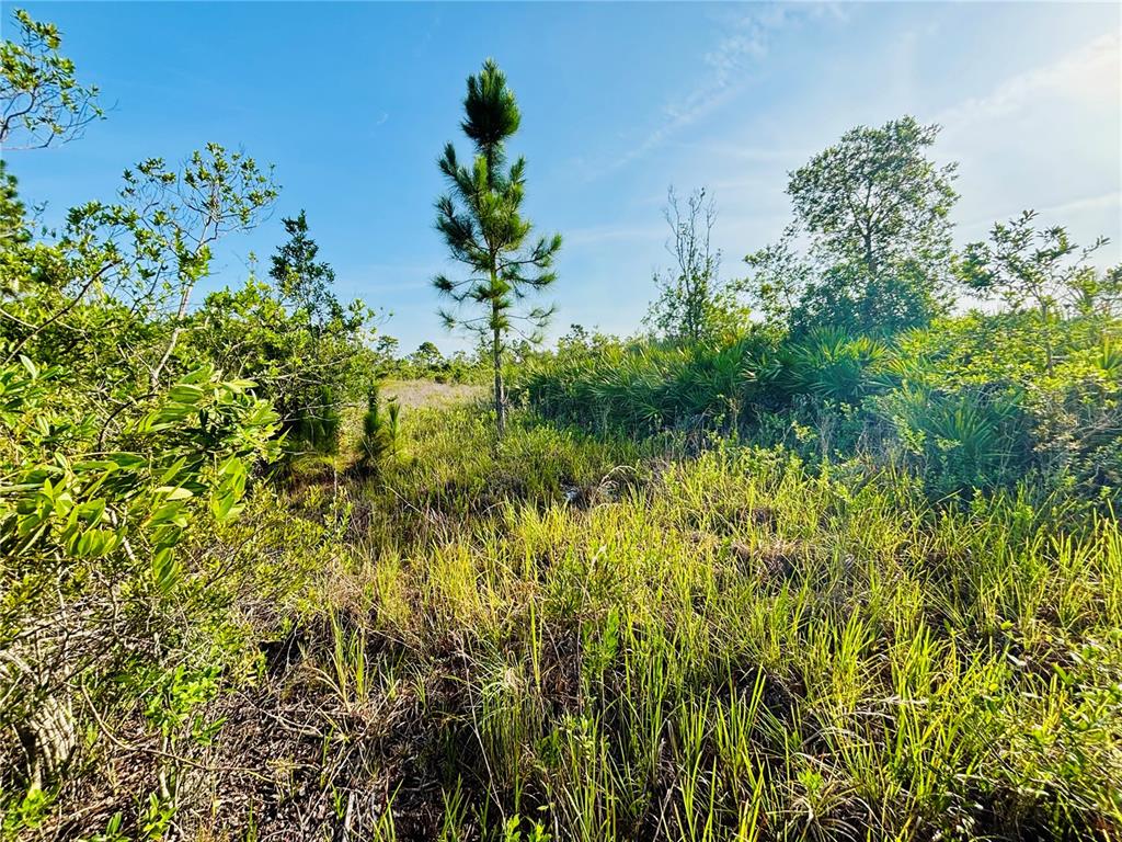 0 Shakedown Street St. Cloud, FL 34773 - Photo 4 of 13 a view of a plant in a garden