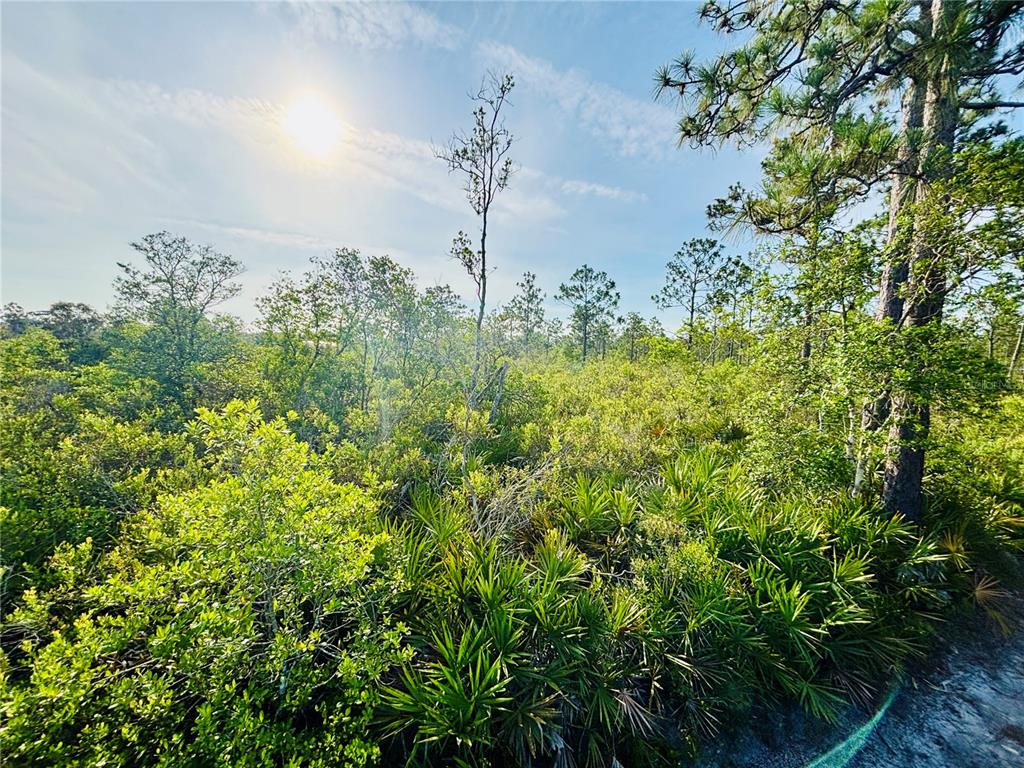 0 Shakedown Street St. Cloud, FL 34773 - Photo 9 of 13 a close up of a plant in a garden