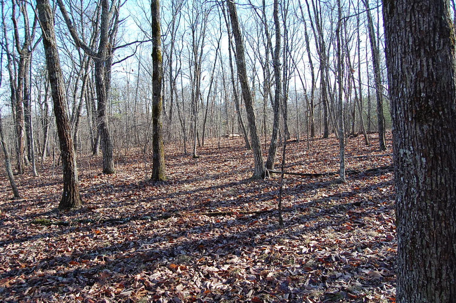 5 Davis Cemetery Road Dunlap, TN 37327 - Photo 14 of 22 Gallery Image 14