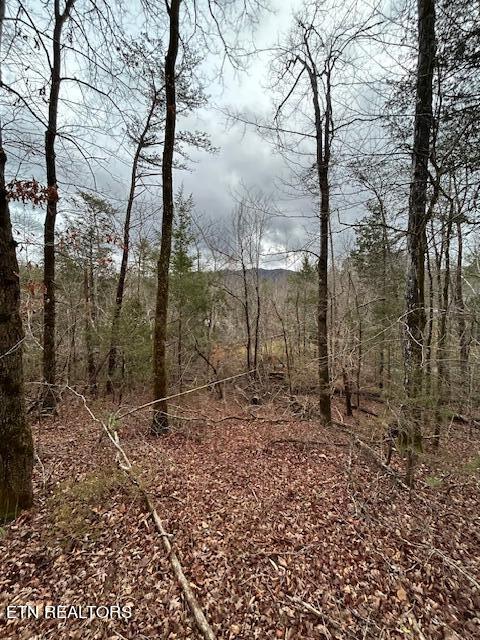 329 Beckett Ridge Road Townsend, TN 37882 - Photo 4 of 12 Lot 5-bottom of lot
