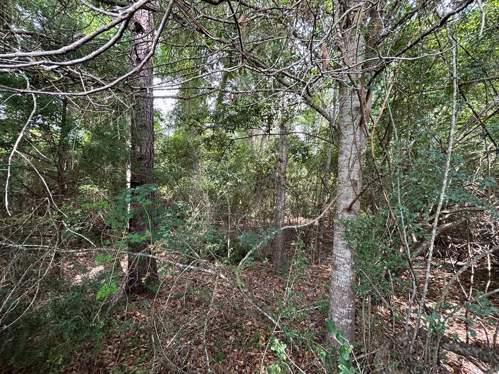 40.522-ac Cecil Varnum Road Dothan, AL 36301 - Photo 15 of 38