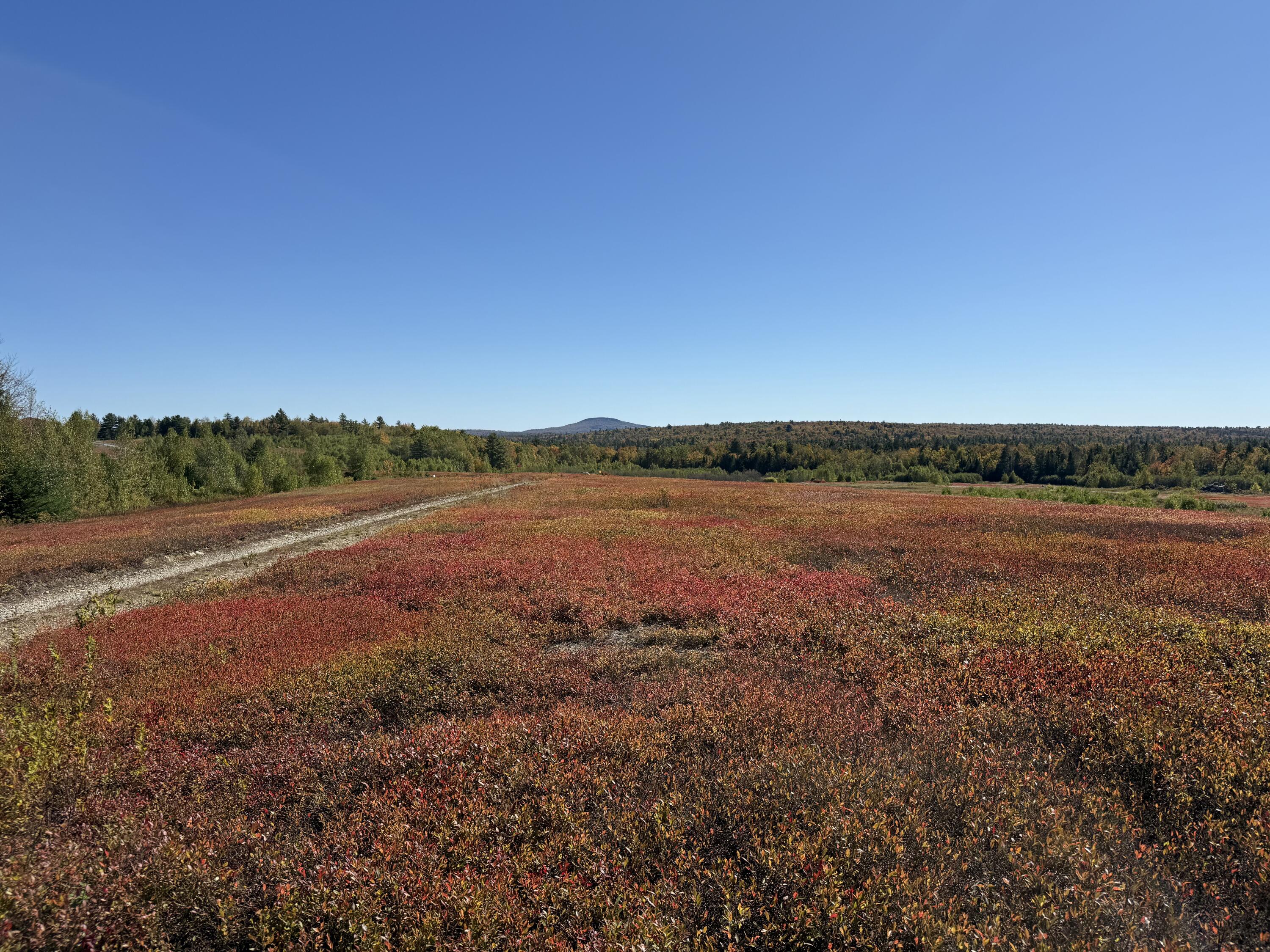 Map19-lot28 Leach Road Penobscot, ME 04476 - Photo 12 of 21 MAP 19 LOT 28