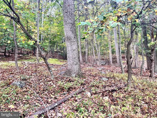 a view of a tree in a yard