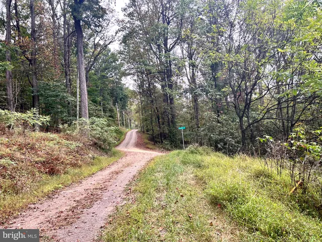 a view of a yard with large trees