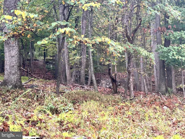 a view of a yard with plants and trees