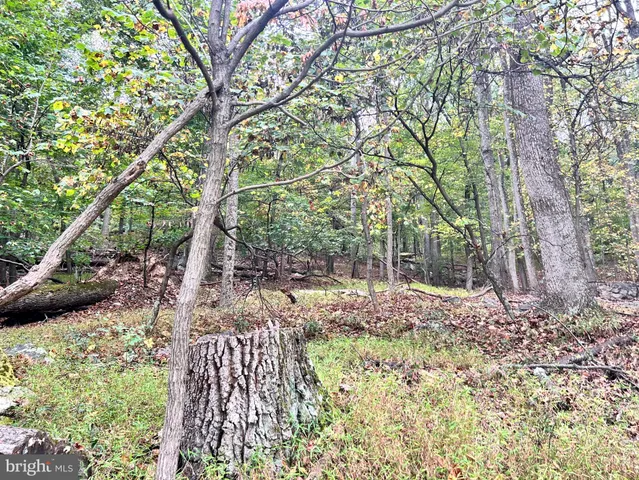 a view of a yard with plants and trees