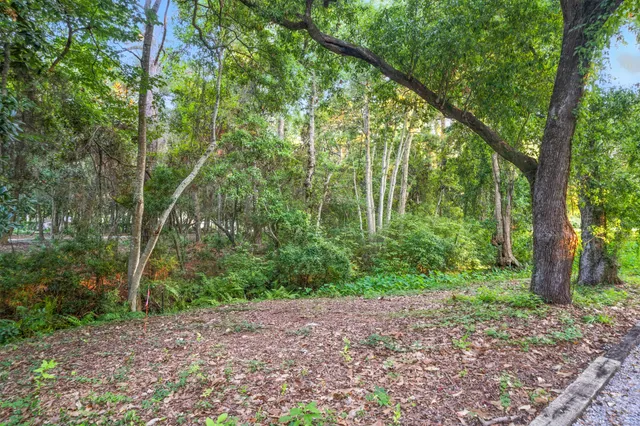 a view of a forest that has large trees