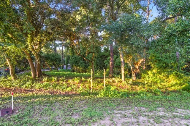 a view of a forest with trees in the background