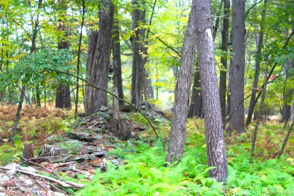 a view of a backyard with plants and large trees