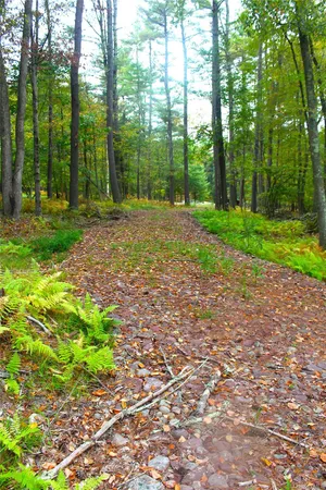 a view of a tree in a yard with large trees