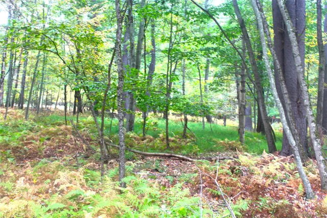 a green field with lots of bushes