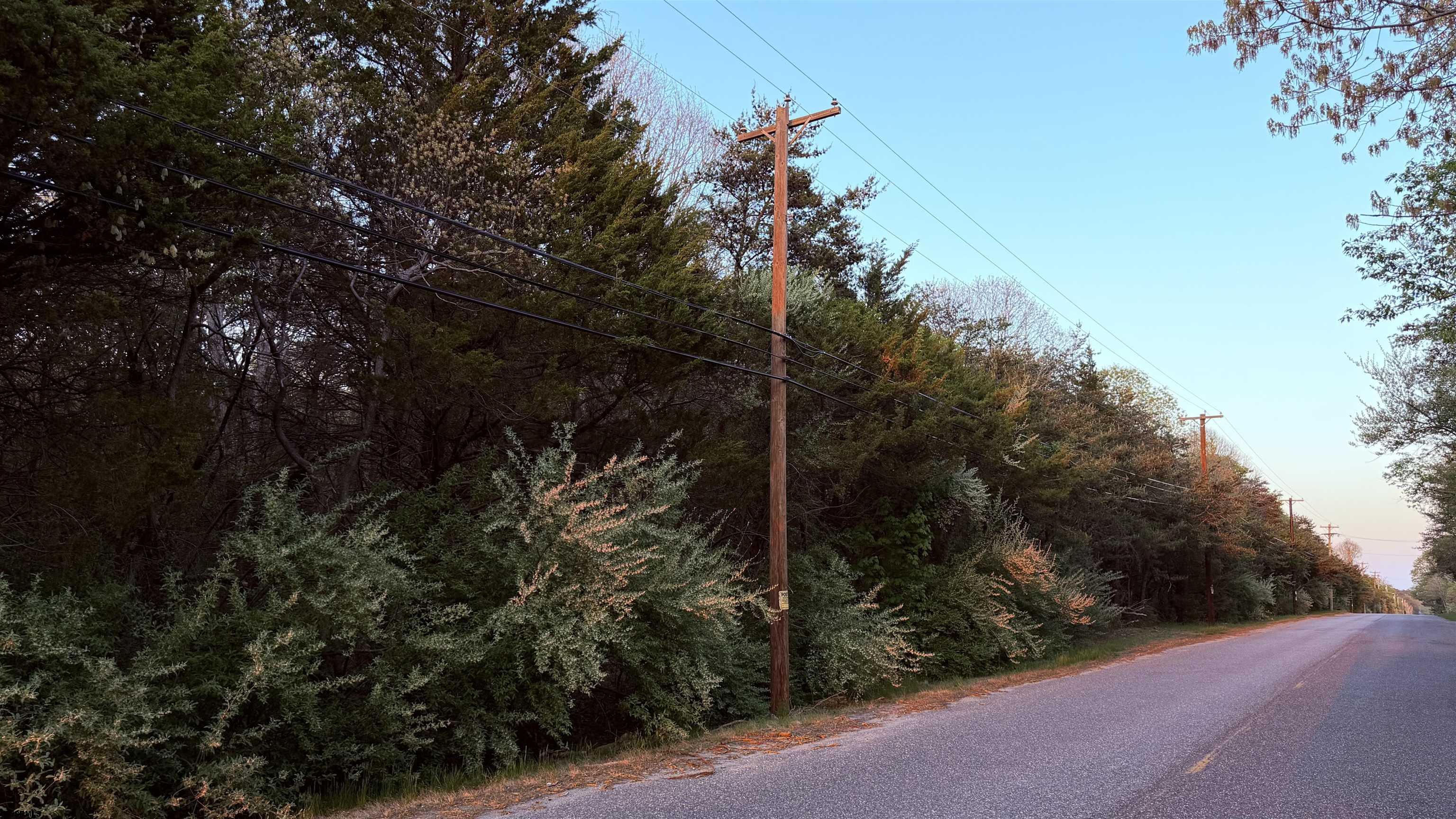 0 Factory Road Cedarville, NJ 08311 - Photo 10 of 13 a view of a forest with a tree