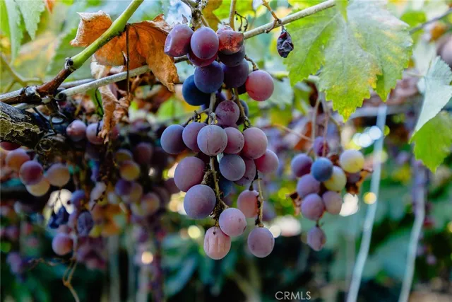 a view of grapes plant