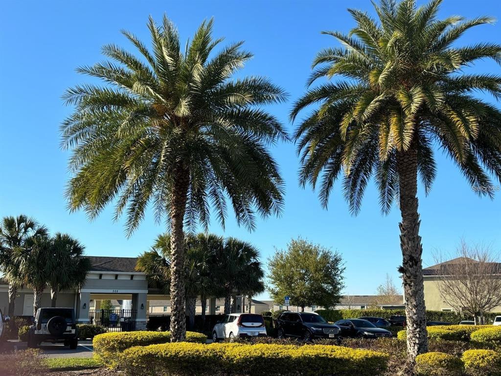 268 Arbor Lakes Drive Davenport, FL 33896 - Photo 21 of 26 a view of a swimming pool with palm trees