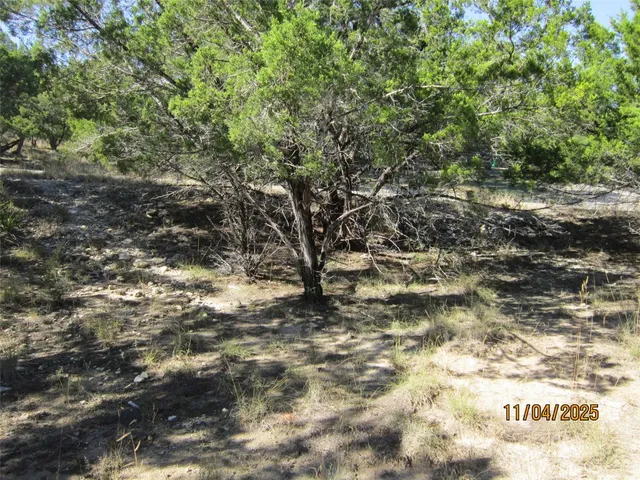 a view of a yard with a tree