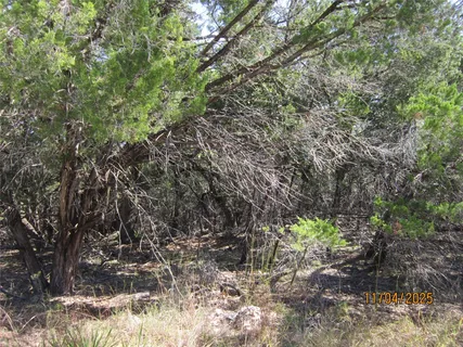 a view of a tree in a yard