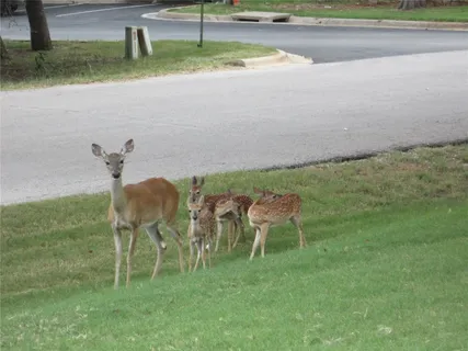 a room with lots of wooden furniture and a large window