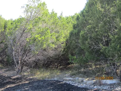a view of a forest with trees in the background
